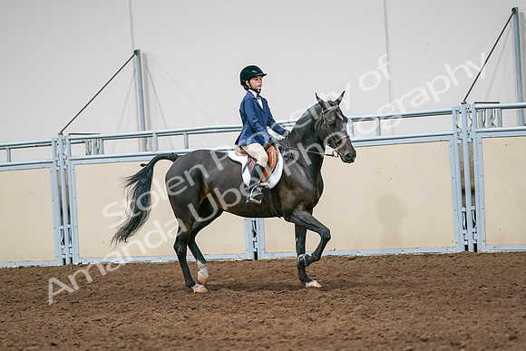 2020 - AB Morgan Horse - Sun, Sept 06 - 08030