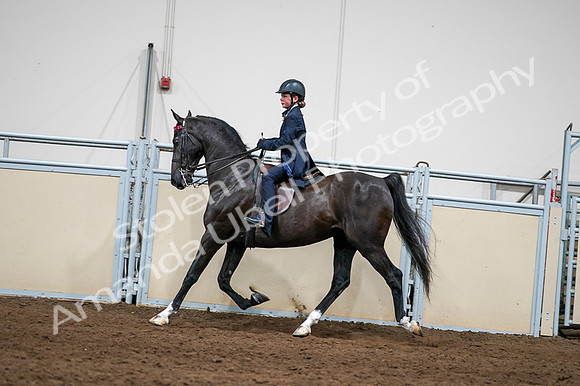 2020 - AB Morgan Horse - Fri, Sept 04 - 03257