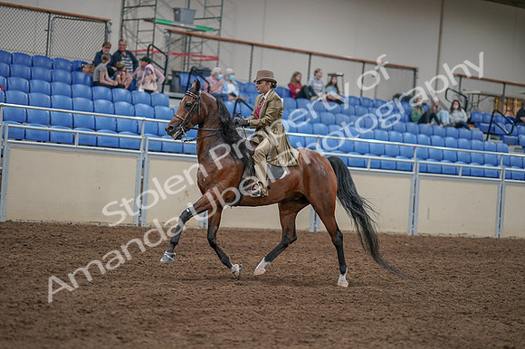 2020 - AB Morgan Horse - Fri, Sept 04 - 11414