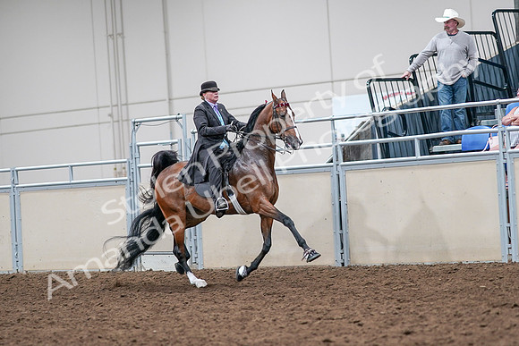 2020 - AB Morgan Horse - Sat, Sept 05 - 13202
