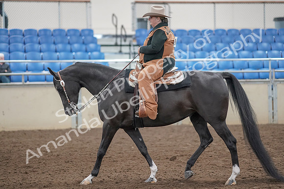 2019 Morgan Horse Show - Aug 31, 2019 - 06032