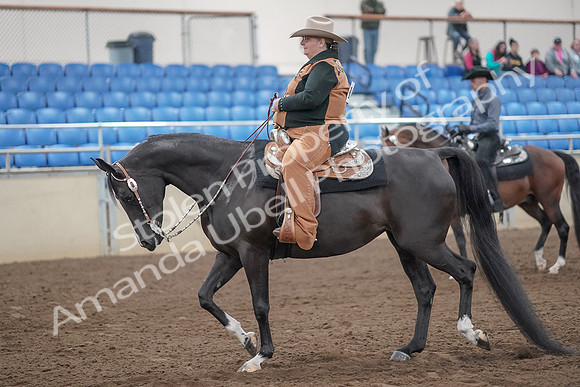 2019 Morgan Horse Show - Aug 31, 2019 - 06016