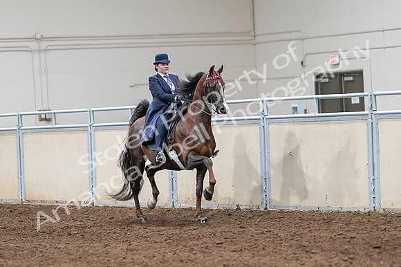 2020 - AB Morgan Horse - Fri, Sept 04 - 08059