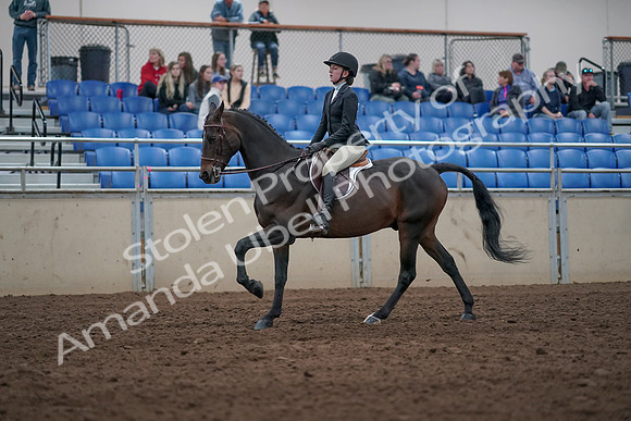 2019 Morgan Horse Show - Aug 31, 2019 - 20640