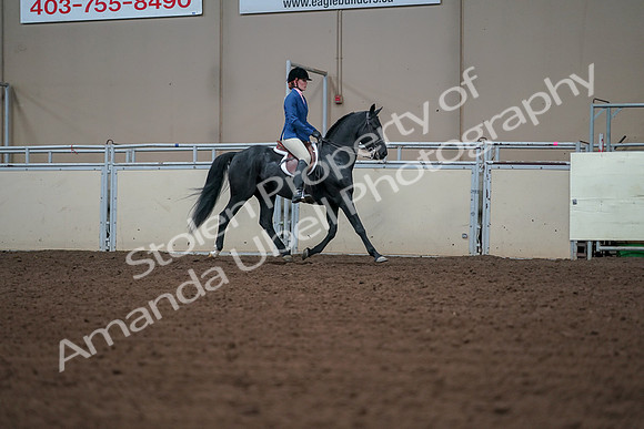 2019 Morgan Horse Show - Aug 30, 2019 - 18562