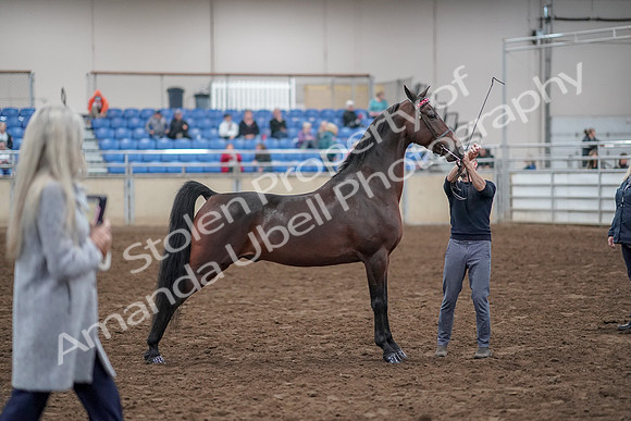 2019 Morgan Horse Show - Aug 31, 2019 - 01353