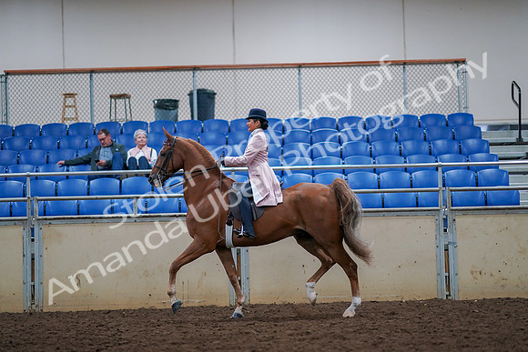 2019 Morgan Horse Show - Aug 30, 2019 - 21390