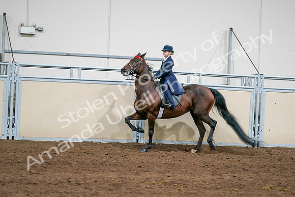 2020 - AB Morgan Horse - Sun, Sept 06 - 08149