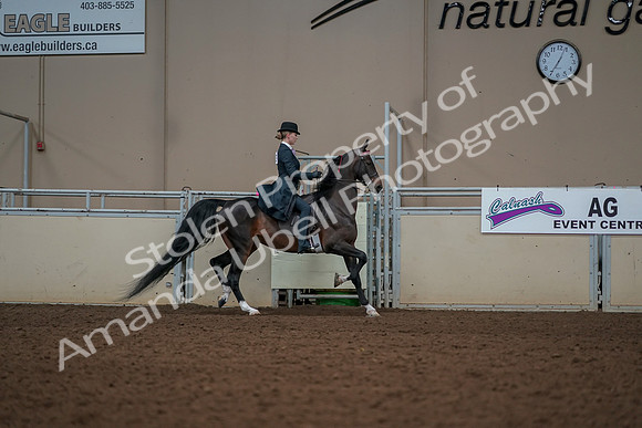 2019 Morgan Horse Show - Aug 30, 2019 - 25258
