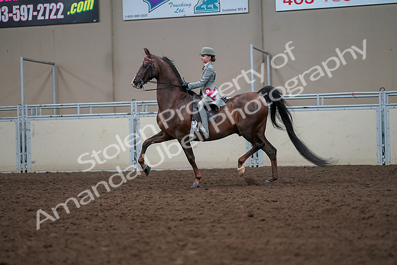 2019 Morgan Horse Show - Aug 30, 2019 - 18261