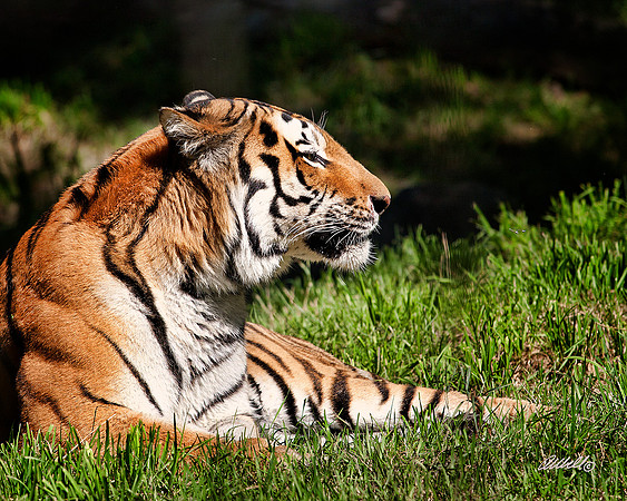 Big Cats - 006