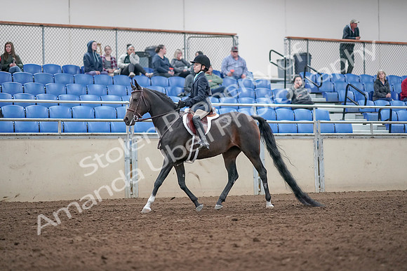 2019 Morgan Horse Show - Aug 31, 2019 - 19482
