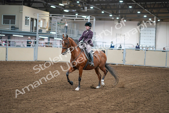 2020 - AB Morgan Horse - Fri, Sept 04 - 02211