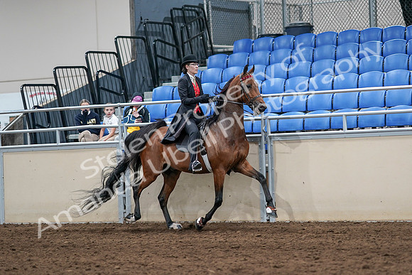 2020 - AB Morgan Horse - Sat, Sept 05 - 06789