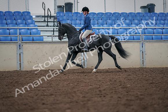 2019 Morgan Horse Show - Aug 30, 2019 - 18406