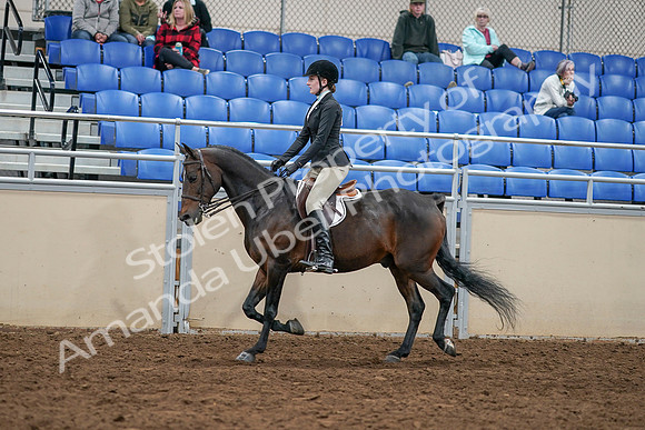 2020 - AB Morgan Horse - Sat, Sept 05 - 14377