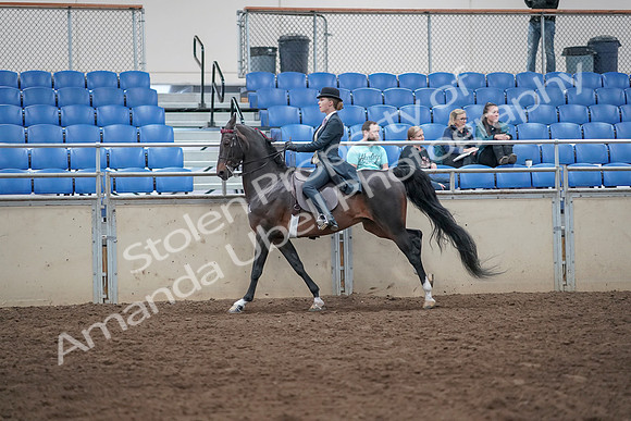 2019 Morgan Horse Show - Aug 31, 2019 - 08780
