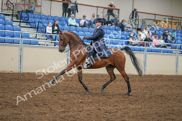 2020 - AB Morgan Horse - Sat, Sept 05 - 09691