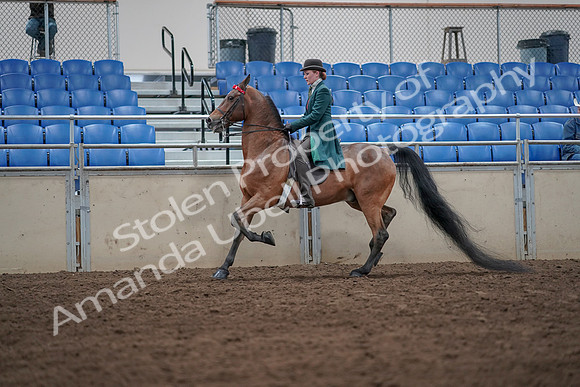 2019 Morgan Horse Show - Sept 01, 2019 - 13219