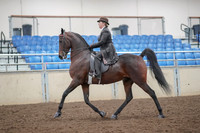 2019 Morgan Horse Show - Aug 30, 2019 - 27858