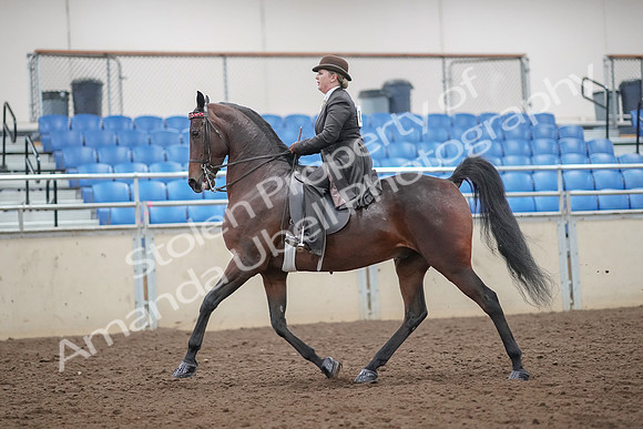 2019 Morgan Horse Show - Aug 30, 2019 - 27858