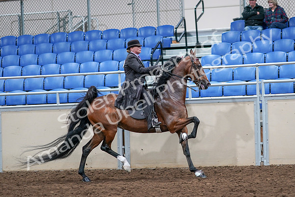 2020 - AB Morgan Horse - Sat, Sept 05 - 13233