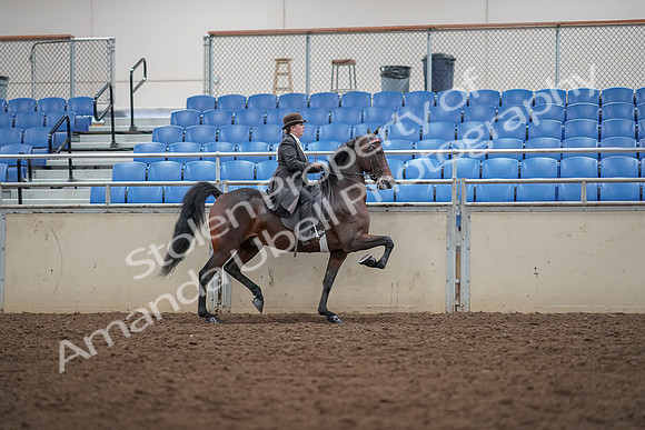 2019 Morgan Horse Show - Aug 30, 2019 - 28087