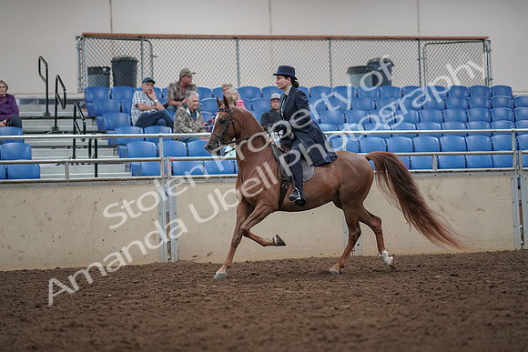 2019 Morgan Horse Show - Aug 30, 2019 - 26764