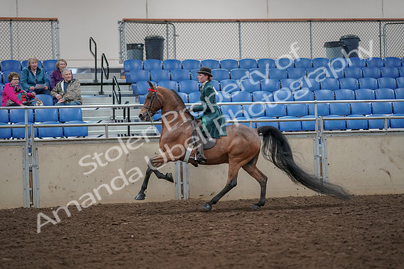 2019 Morgan Horse Show - Aug 30, 2019 - 28041