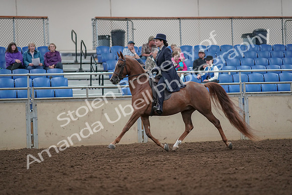 2019 Morgan Horse Show - Aug 30, 2019 - 26769