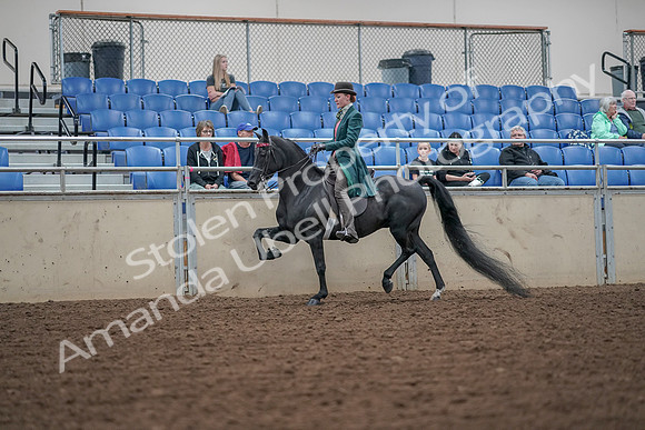 2019 Morgan Horse Show - Aug 30, 2019 - 15486