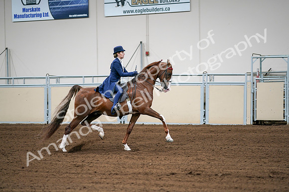 2020 - AB Morgan Horse - Sat, Sept 05 - 06327