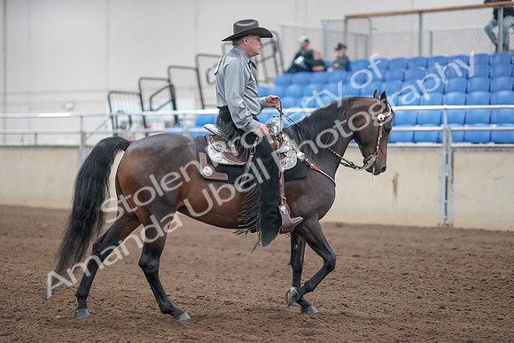 2019 Morgan Horse Show - Sept 01, 2019 - 07018