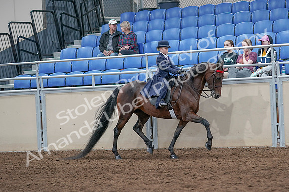 2020 - AB Morgan Horse - Sat, Sept 05 - 04884