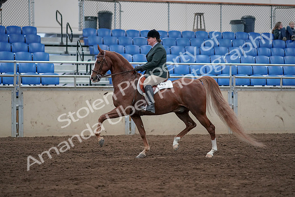 2019 Morgan Horse Show - Sept 01, 2019 - 12187