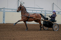 2020 - AB Morgan Horse - Fri, Sept 04 - 01066