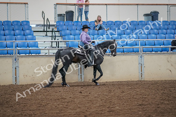 2019 Morgan Horse Show - Aug 30, 2019 - 17064