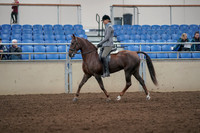 Class 092 - Morgan Sport Horse Junior Limit Horse