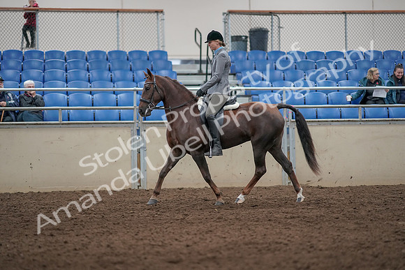 2019 Morgan Horse Show - Aug 31, 2019 - 07145