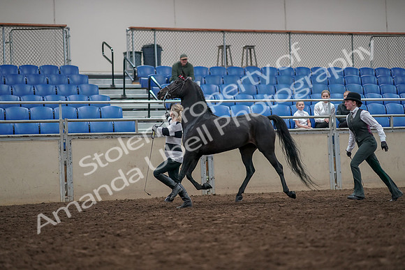 2019 Morgan Horse Show - Aug 31, 2019 - 03600