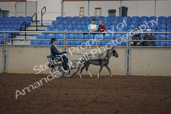 2019 Morgan Horse Show - Aug 31, 2019 - 04414