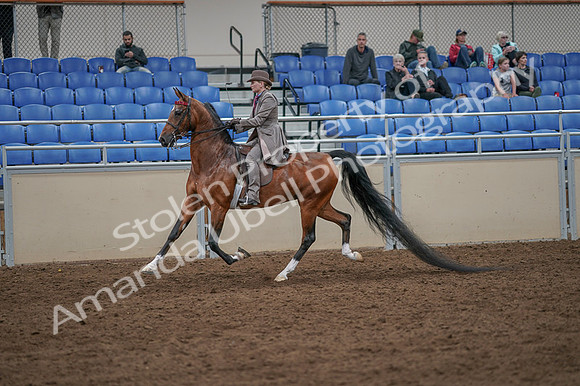 2020 - AB Morgan Horse - Fri, Sept 04 - 11387
