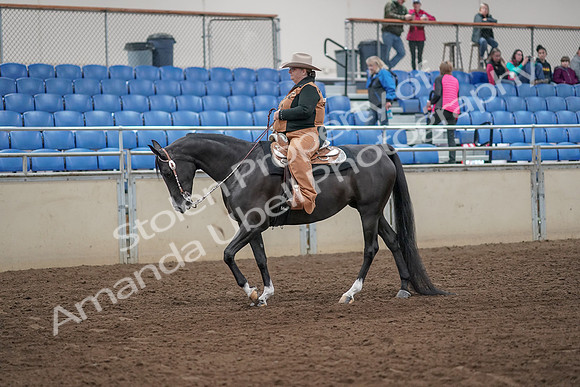 2019 Morgan Horse Show - Aug 31, 2019 - 06137