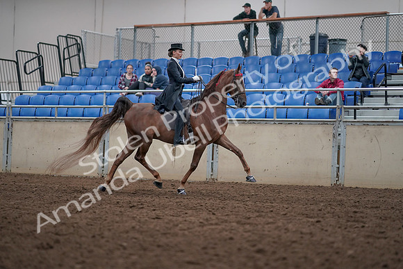 2019 Morgan Horse Show - Aug 31, 2019 - 20680