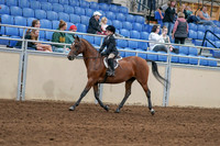 2020 - AB Morgan Horse - Sat, Sept 05 - 10614