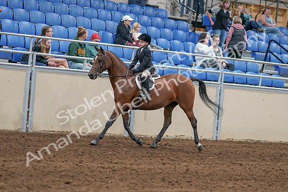 2020 - AB Morgan Horse - Sat, Sept 05 - 10614