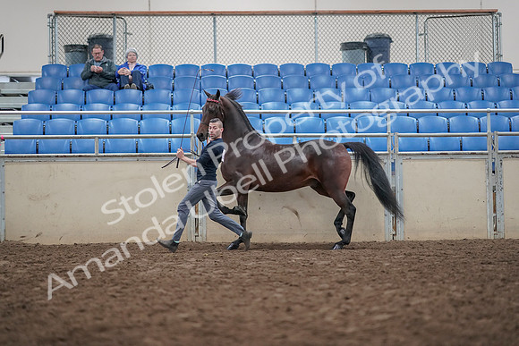 2019 Morgan Horse Show - Aug 31, 2019 - 03651