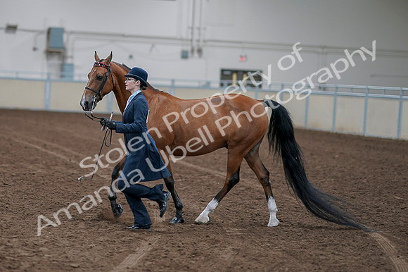 2020 - AB Morgan Horse - Fri, Sept 04 - 00955
