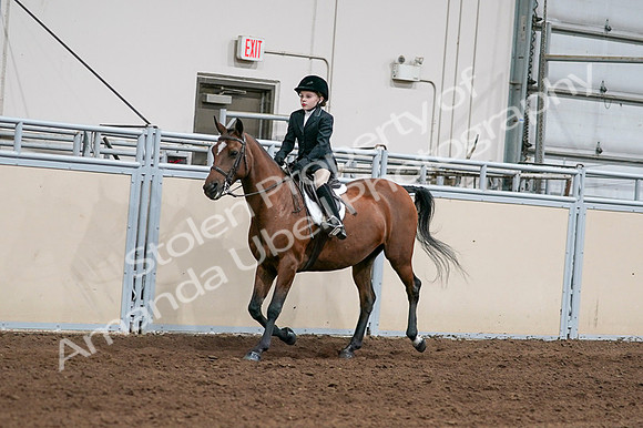 2020 - AB Morgan Horse - Fri, Sept 04 - 02035