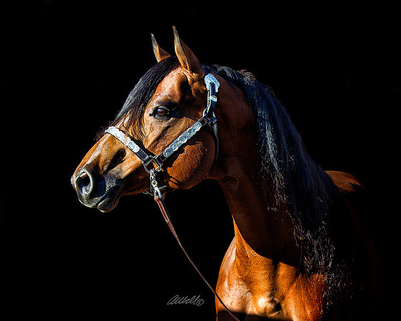 other breeds - 011
